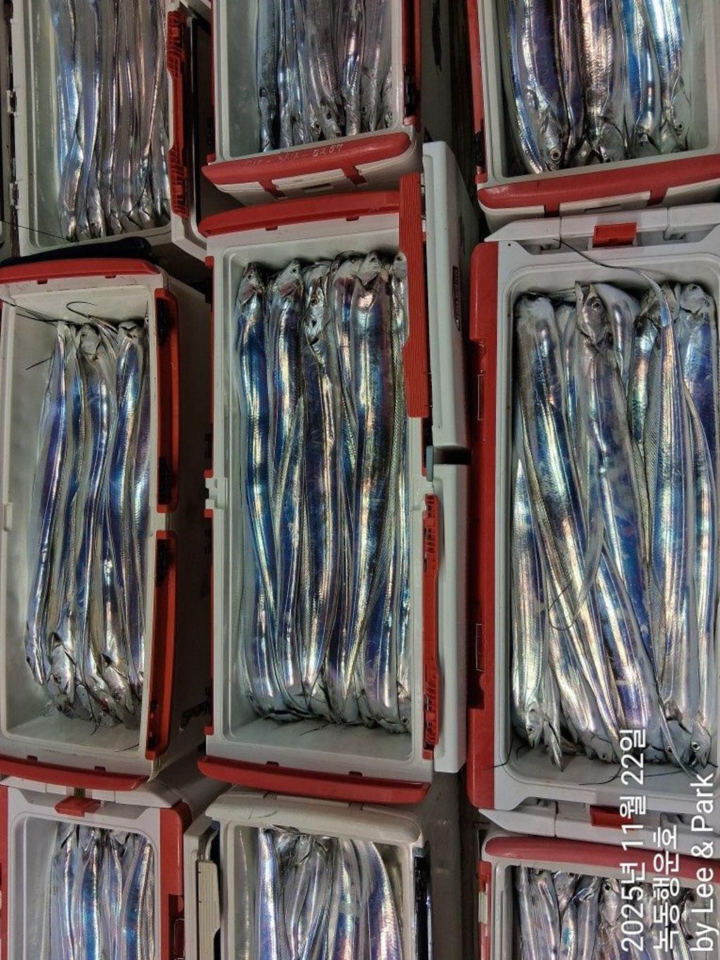 낚시뚜,갈치,녹동항,녹동대성호,낚시뚜2