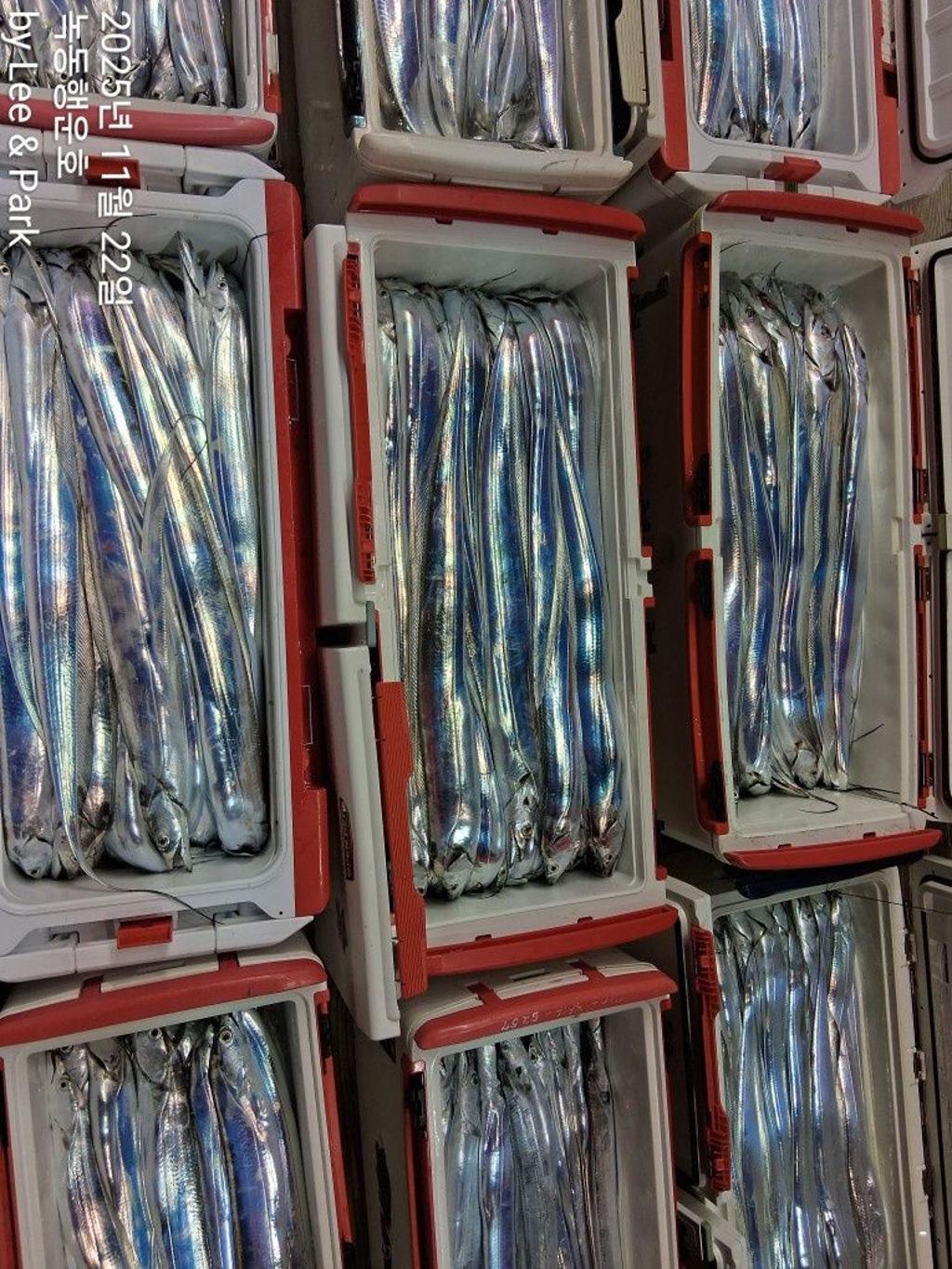 낚시뚜,갈치,녹동항,녹동대성호,낚시뚜1