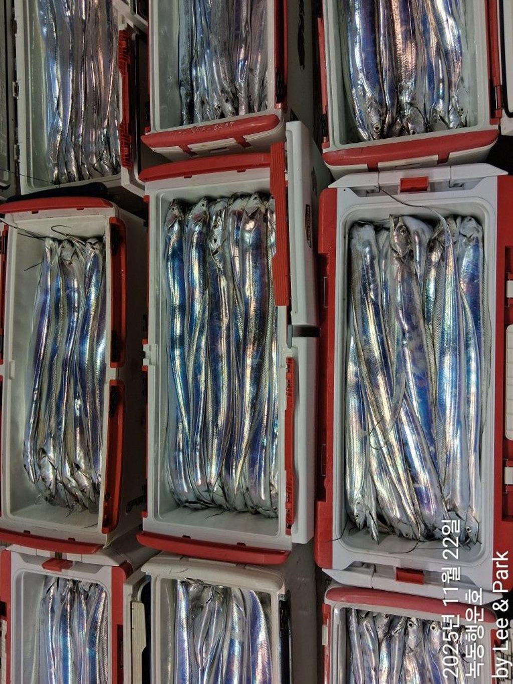 낚시뚜,갈치,녹동항,녹동대성호,낚시뚜0