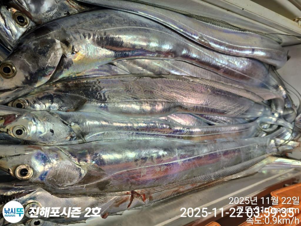 낚시뚜,갈치,진해행암항,진해포시즌 2호,낚시뚜19