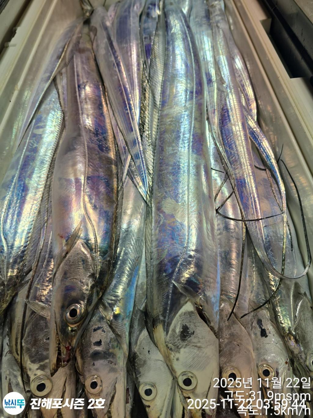 낚시뚜,갈치,진해행암항,진해포시즌 2호,낚시뚜18