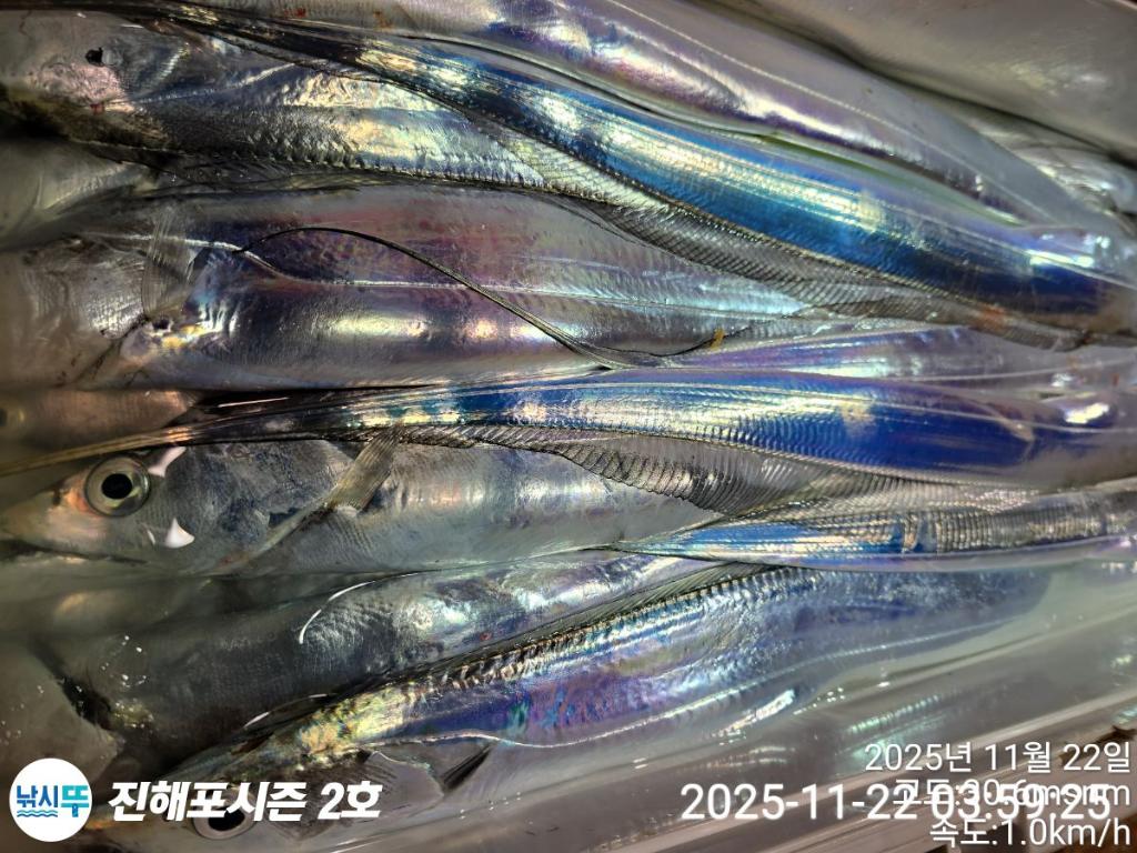 낚시뚜,갈치,진해행암항,진해포시즌 2호,낚시뚜15