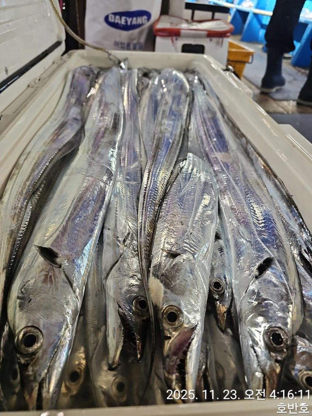 낚시뚜,갈치,통영 신전항,통영호반호,낚시뚜56