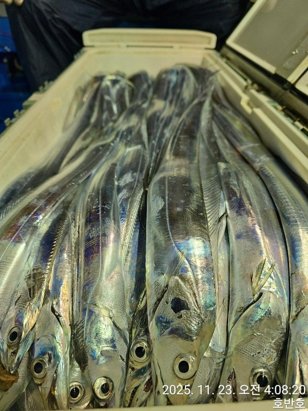 낚시뚜,갈치,통영 신전항,통영호반호,낚시뚜55