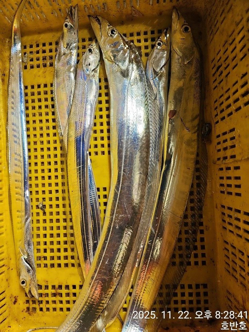 낚시뚜,갈치,통영 신전항,통영호반호,낚시뚜54