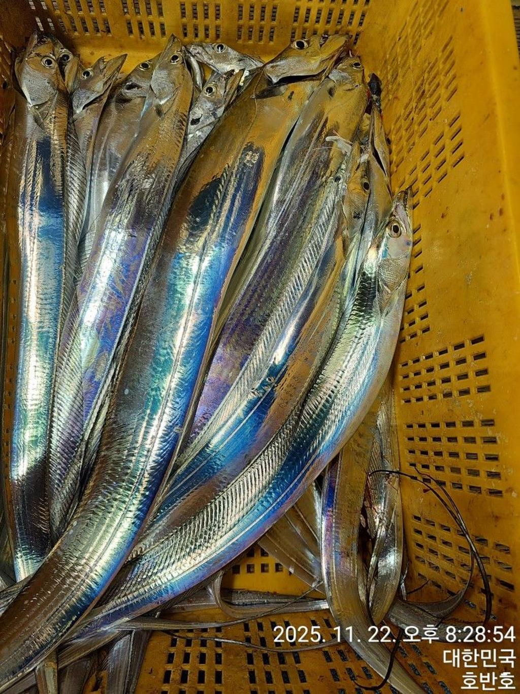 낚시뚜,갈치,통영 신전항,통영호반호,낚시뚜53