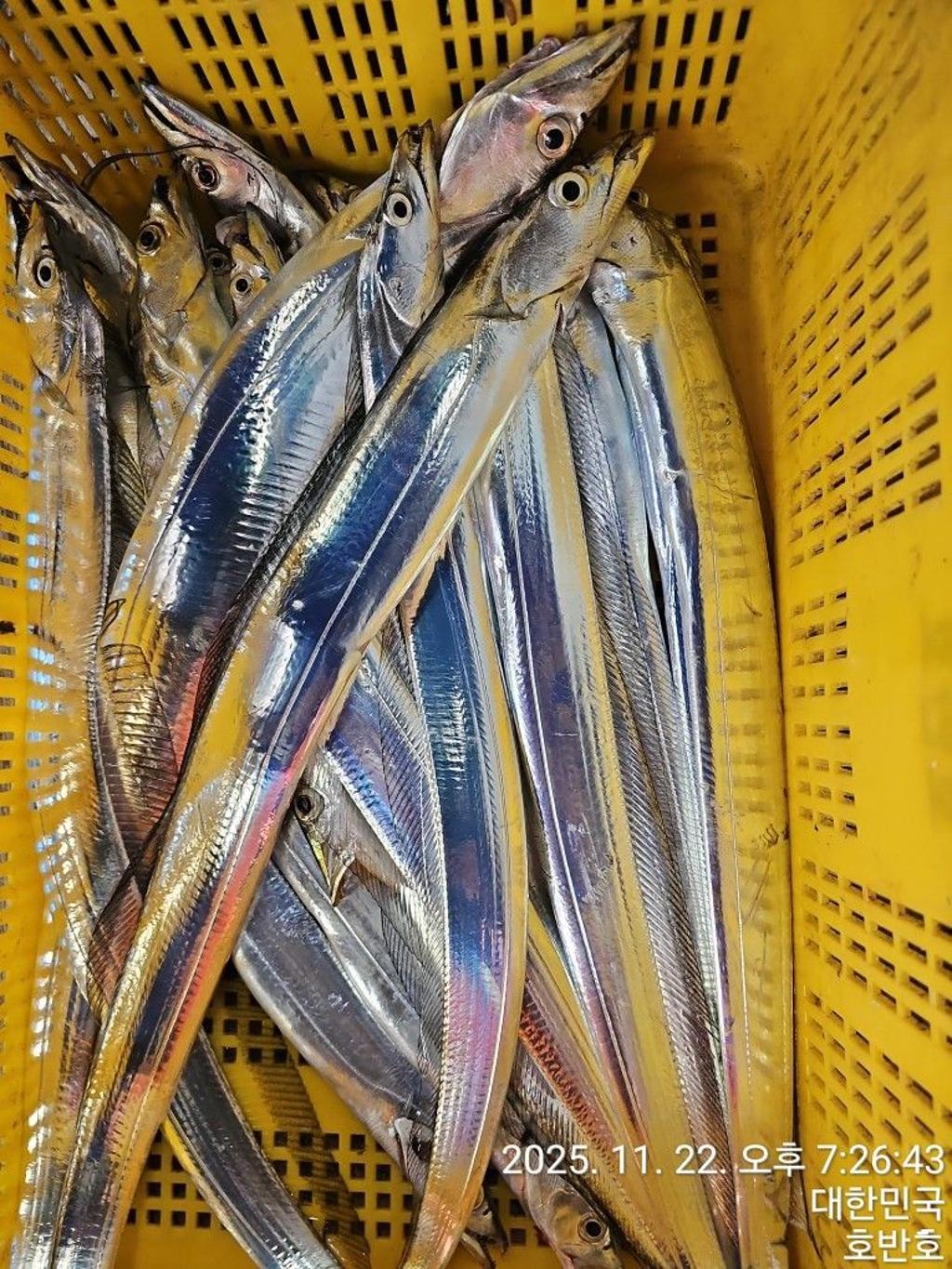 낚시뚜,갈치,통영 신전항,통영호반호,낚시뚜52