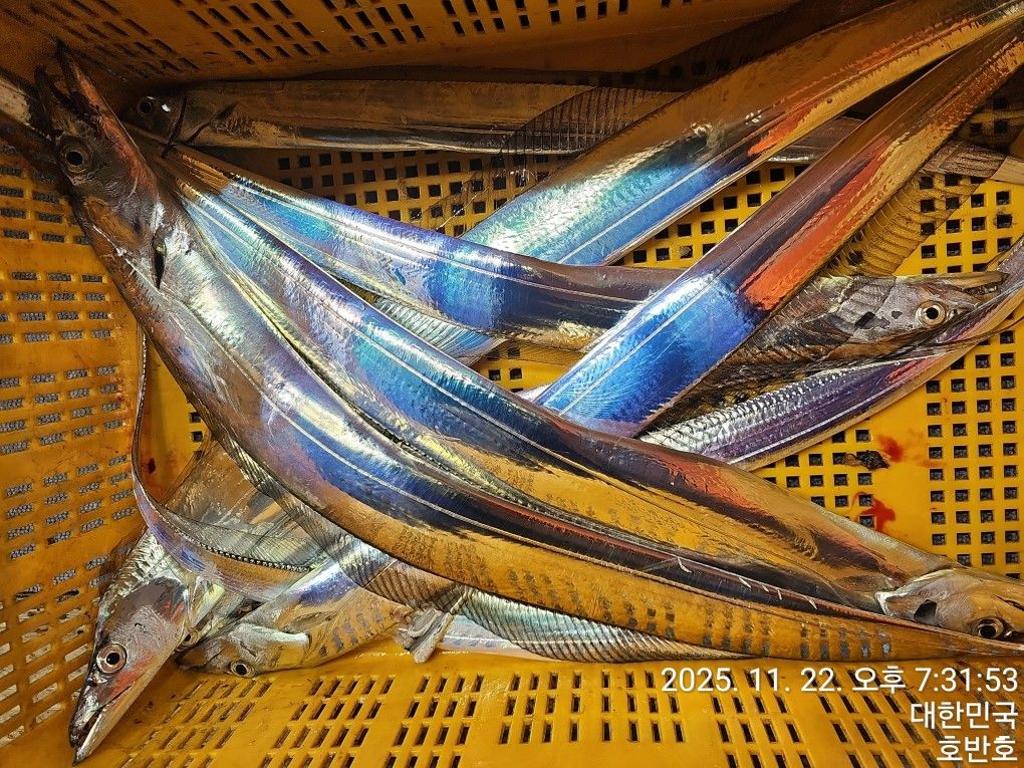 낚시뚜,갈치,통영 신전항,통영호반호,낚시뚜51