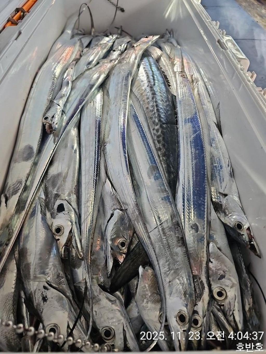 낚시뚜,갈치,통영 신전항,통영호반호,낚시뚜50