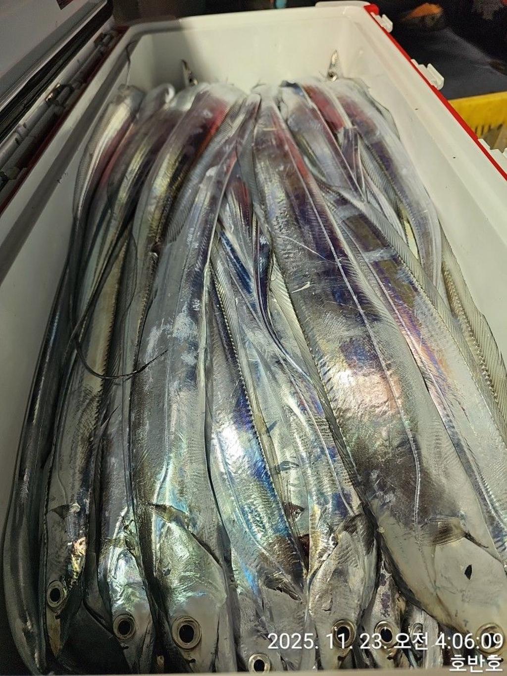 낚시뚜,갈치,통영 신전항,통영호반호,낚시뚜49