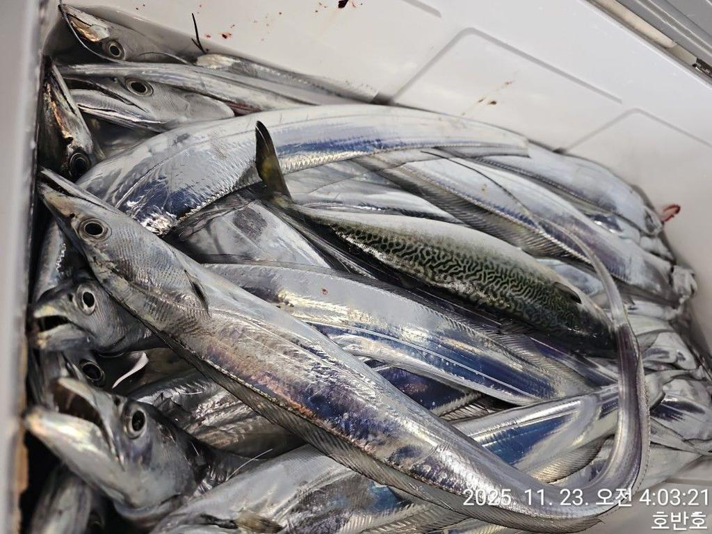 낚시뚜,갈치,통영 신전항,통영호반호,낚시뚜48