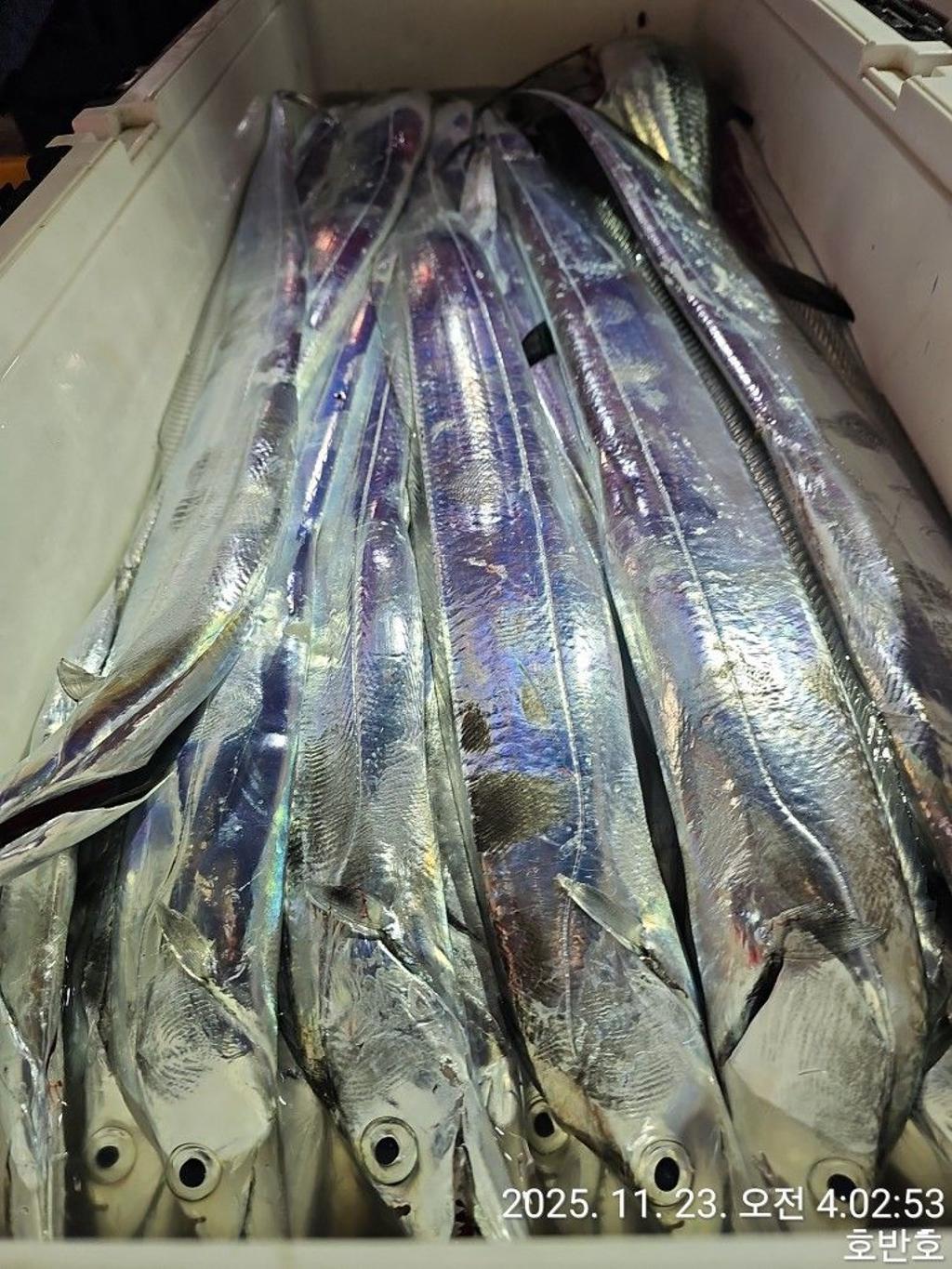 낚시뚜,갈치,통영 신전항,통영호반호,낚시뚜47