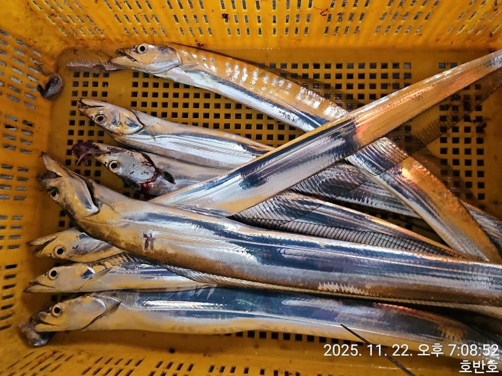 낚시뚜,갈치,통영 신전항,통영호반호,낚시뚜46