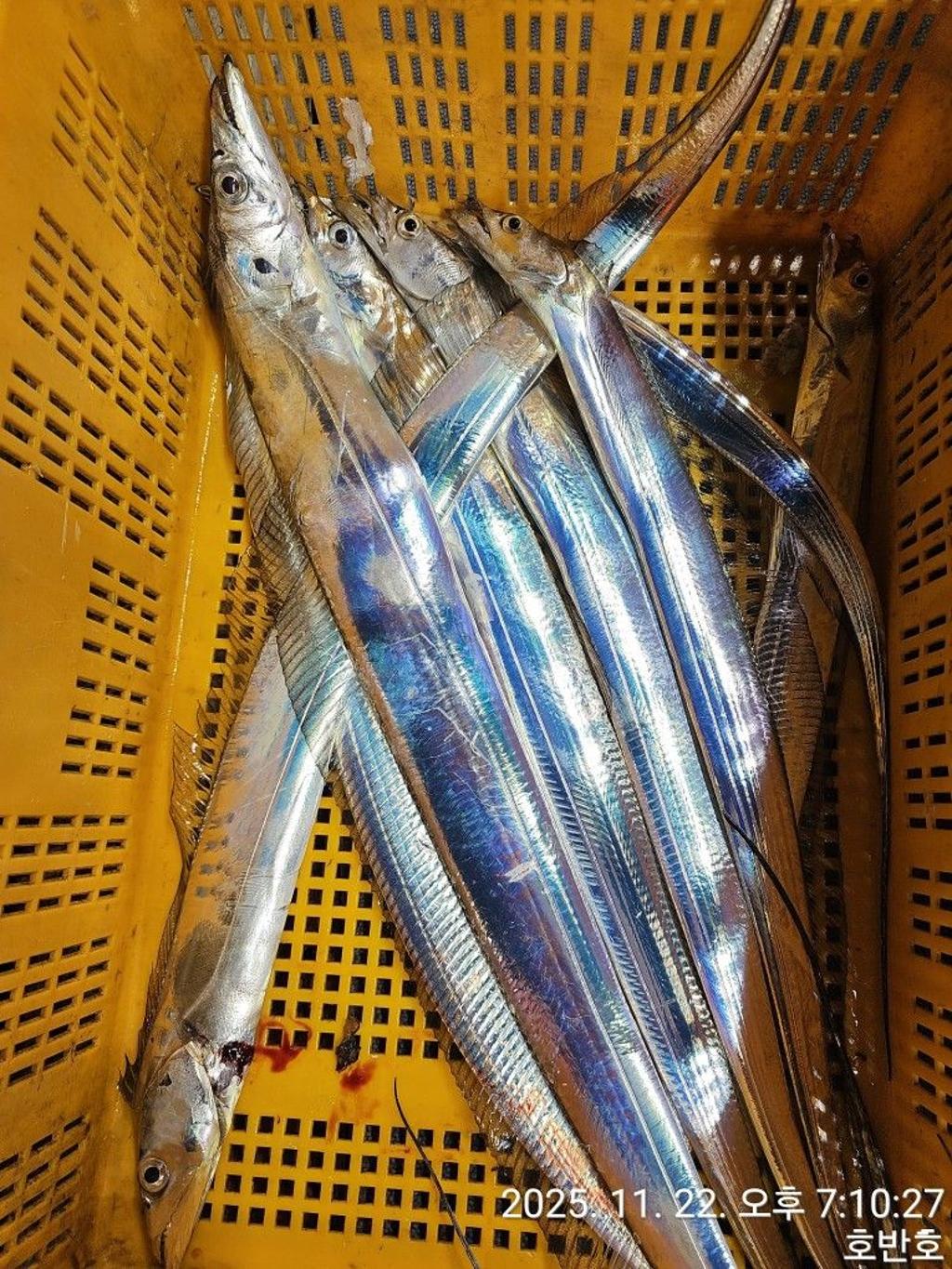 낚시뚜,갈치,통영 신전항,통영호반호,낚시뚜45