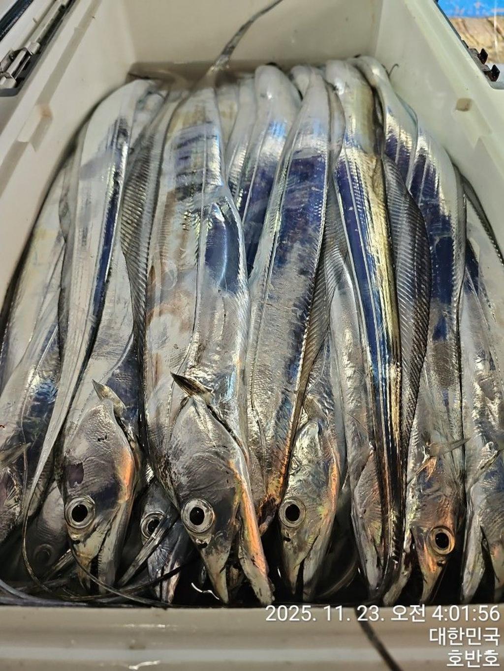 낚시뚜,갈치,통영 신전항,통영호반호,낚시뚜44