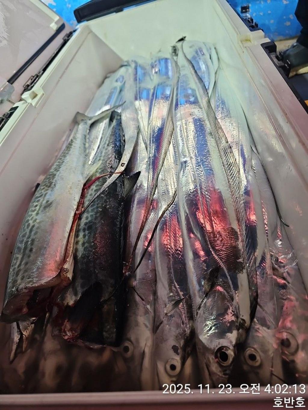 낚시뚜,갈치,통영 신전항,통영호반호,낚시뚜43