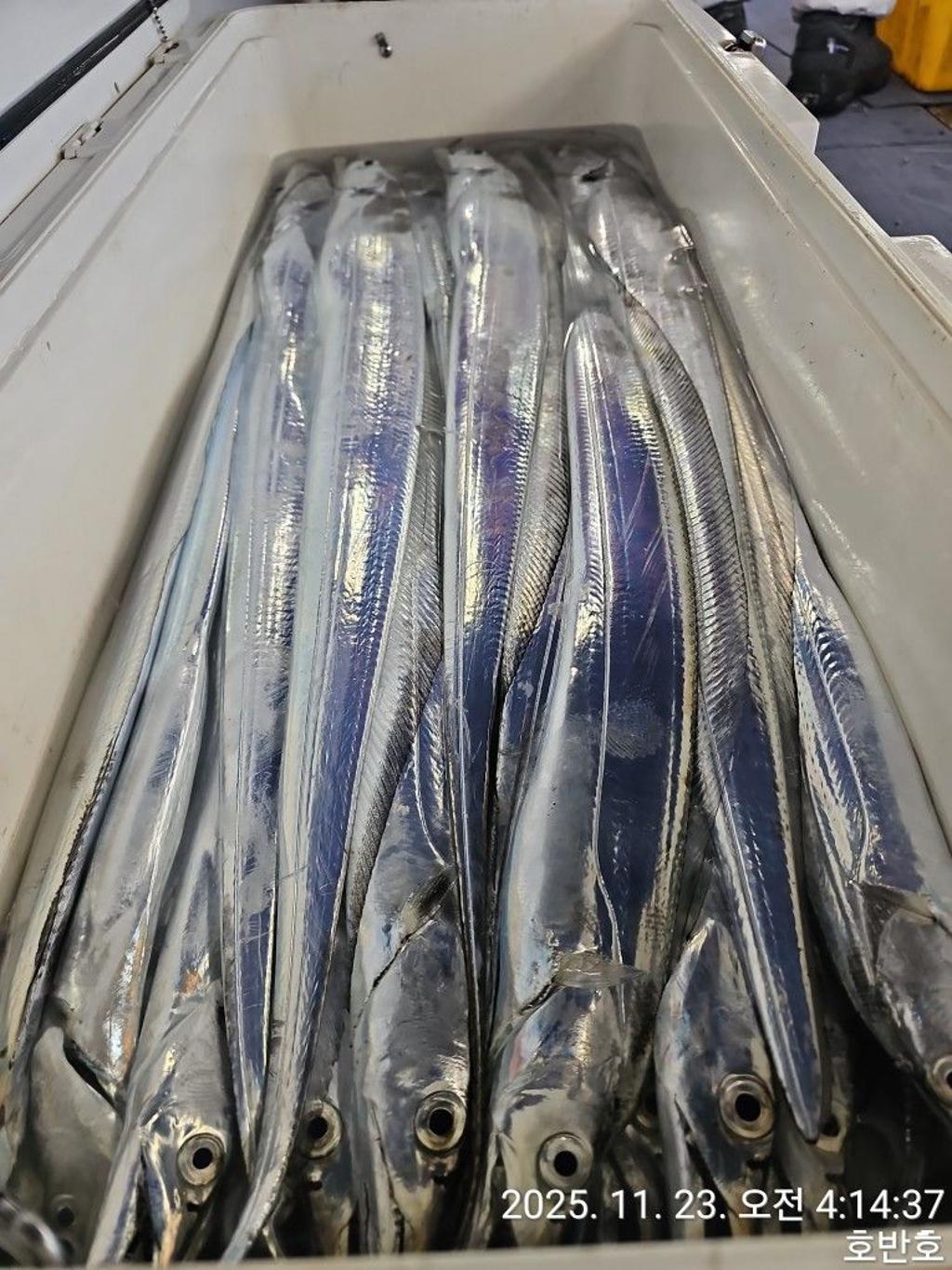 낚시뚜,갈치,통영 신전항,통영호반호,낚시뚜42