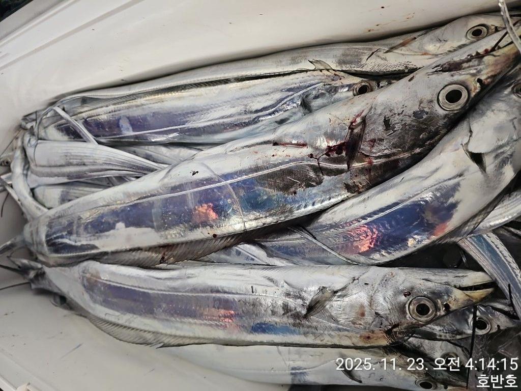 낚시뚜,갈치,통영 신전항,통영호반호,낚시뚜41