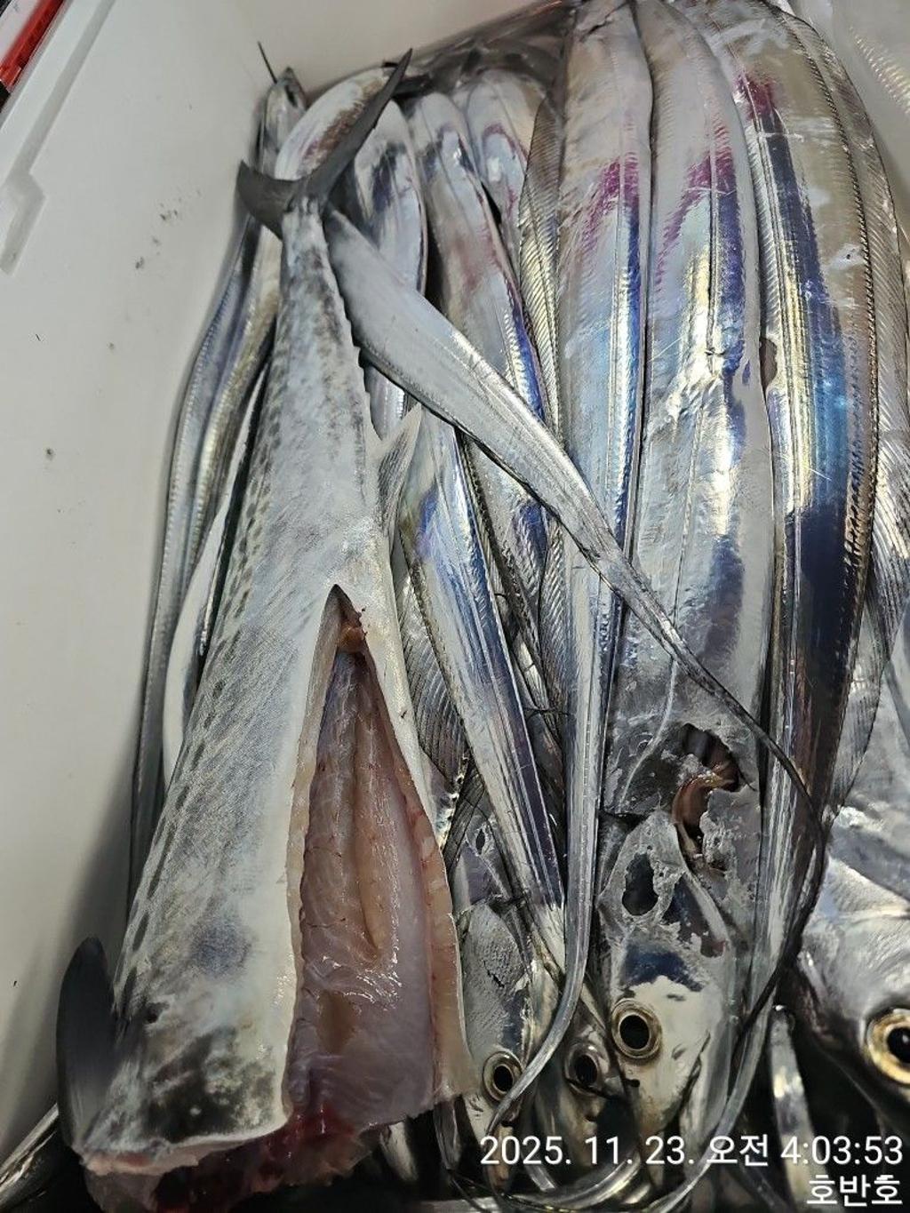 낚시뚜,갈치,통영 신전항,통영호반호,낚시뚜40