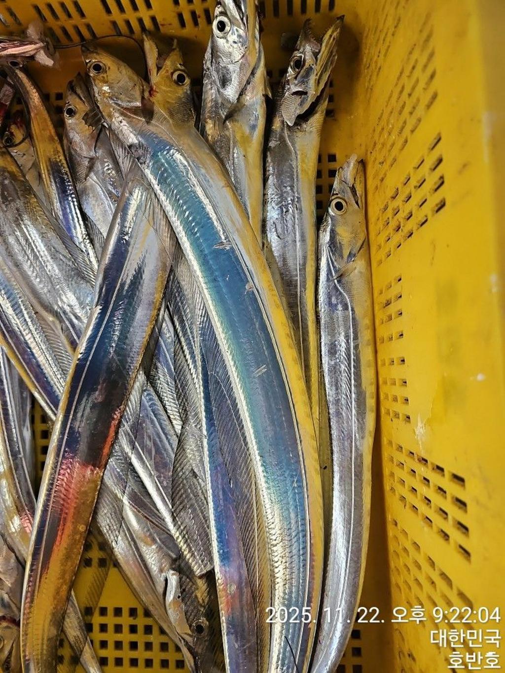 낚시뚜,갈치,통영 신전항,통영호반호,낚시뚜39