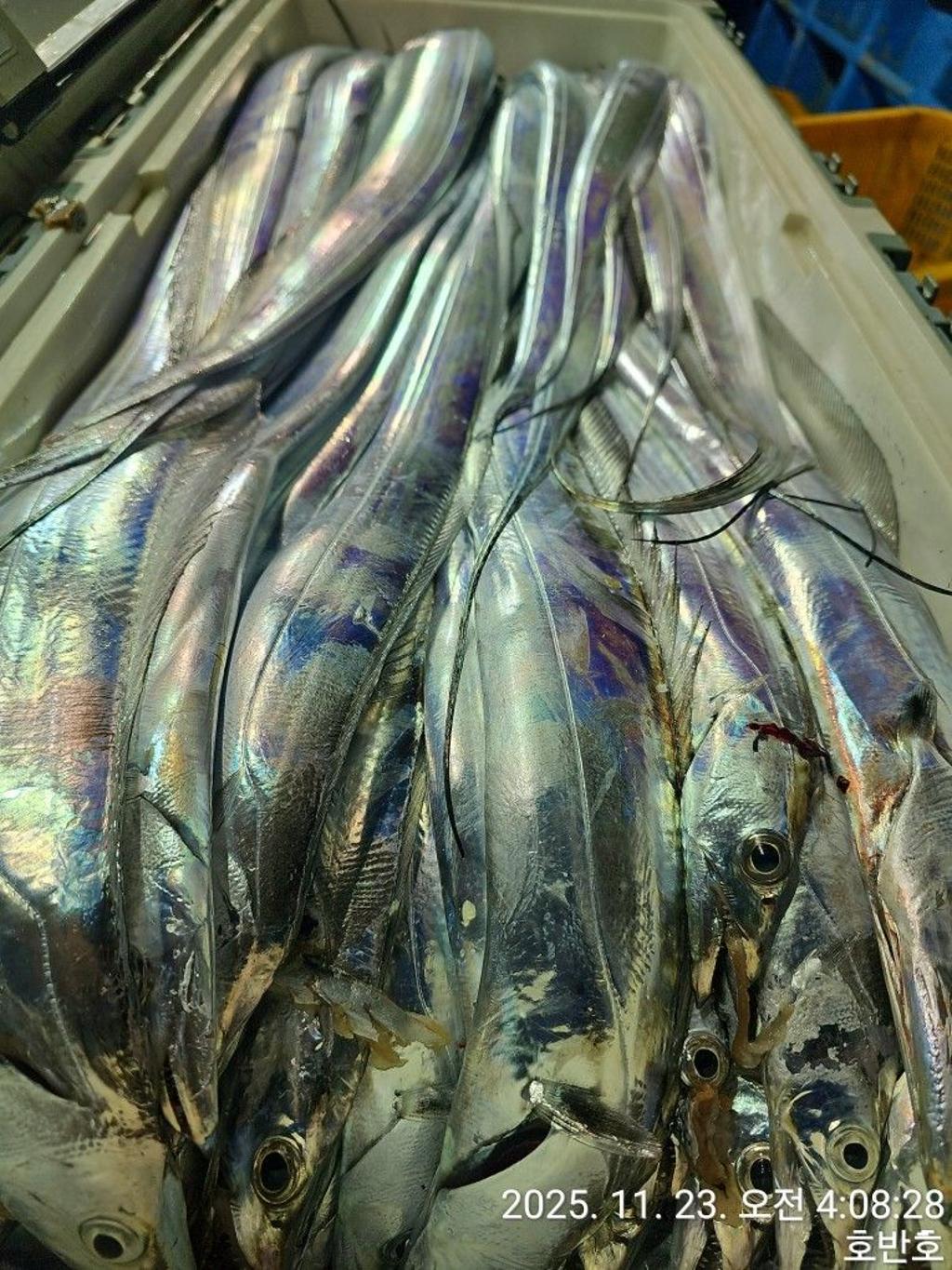 낚시뚜,갈치,통영 신전항,통영호반호,낚시뚜38