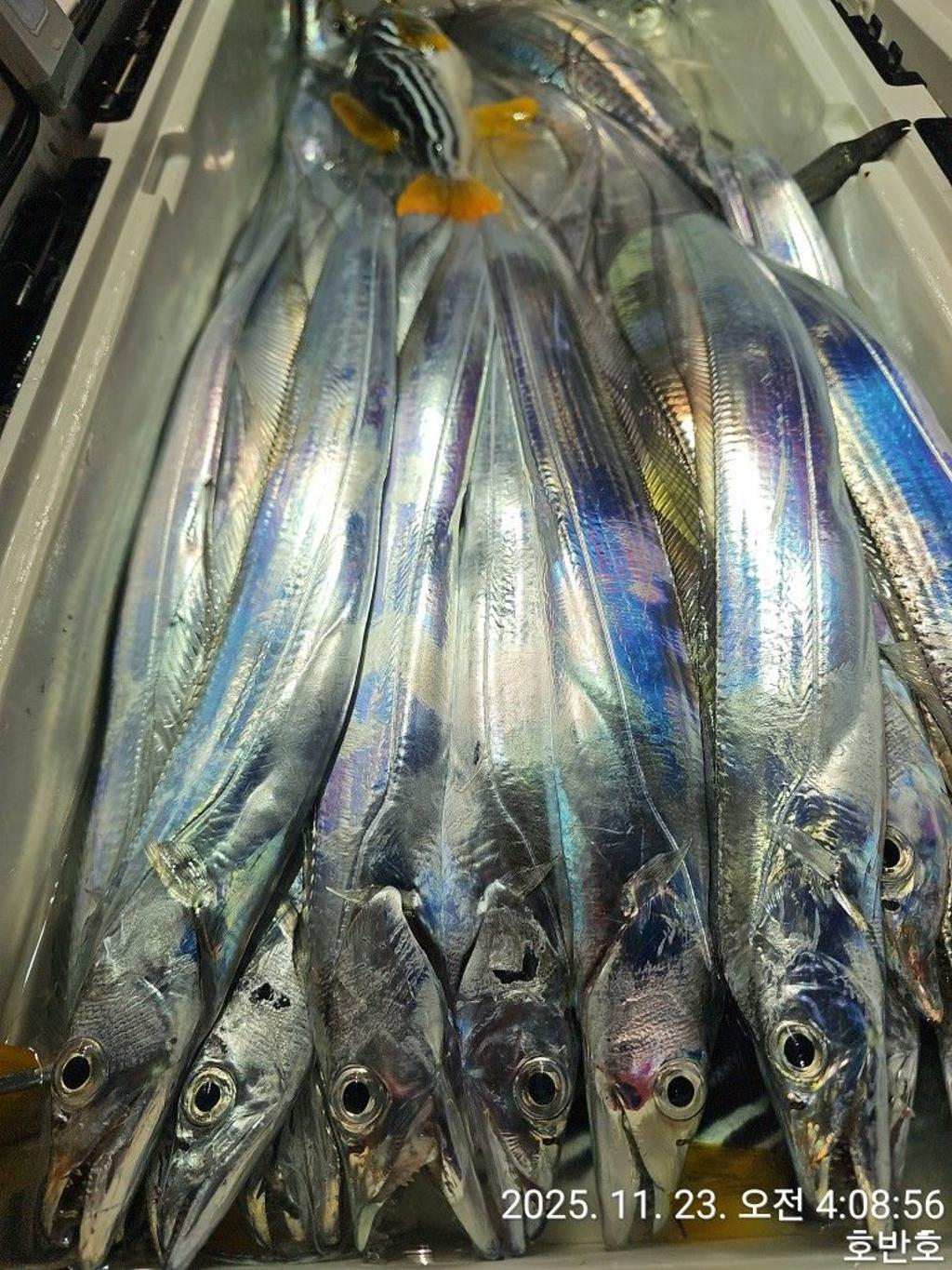 낚시뚜,갈치,통영 신전항,통영호반호,낚시뚜37