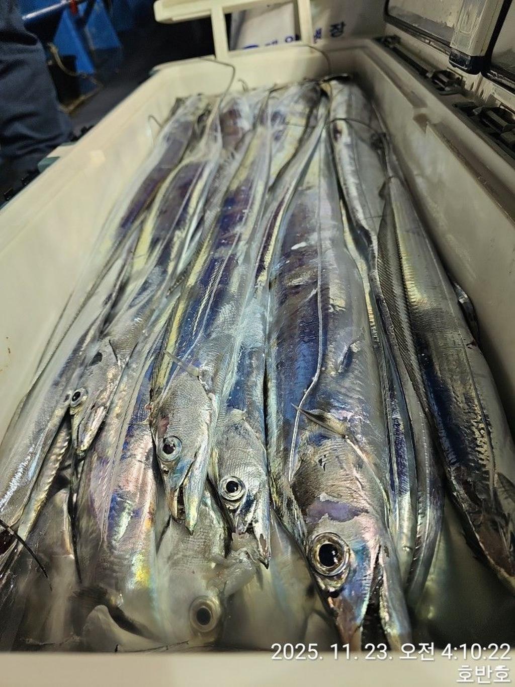 낚시뚜,갈치,통영 신전항,통영호반호,낚시뚜35