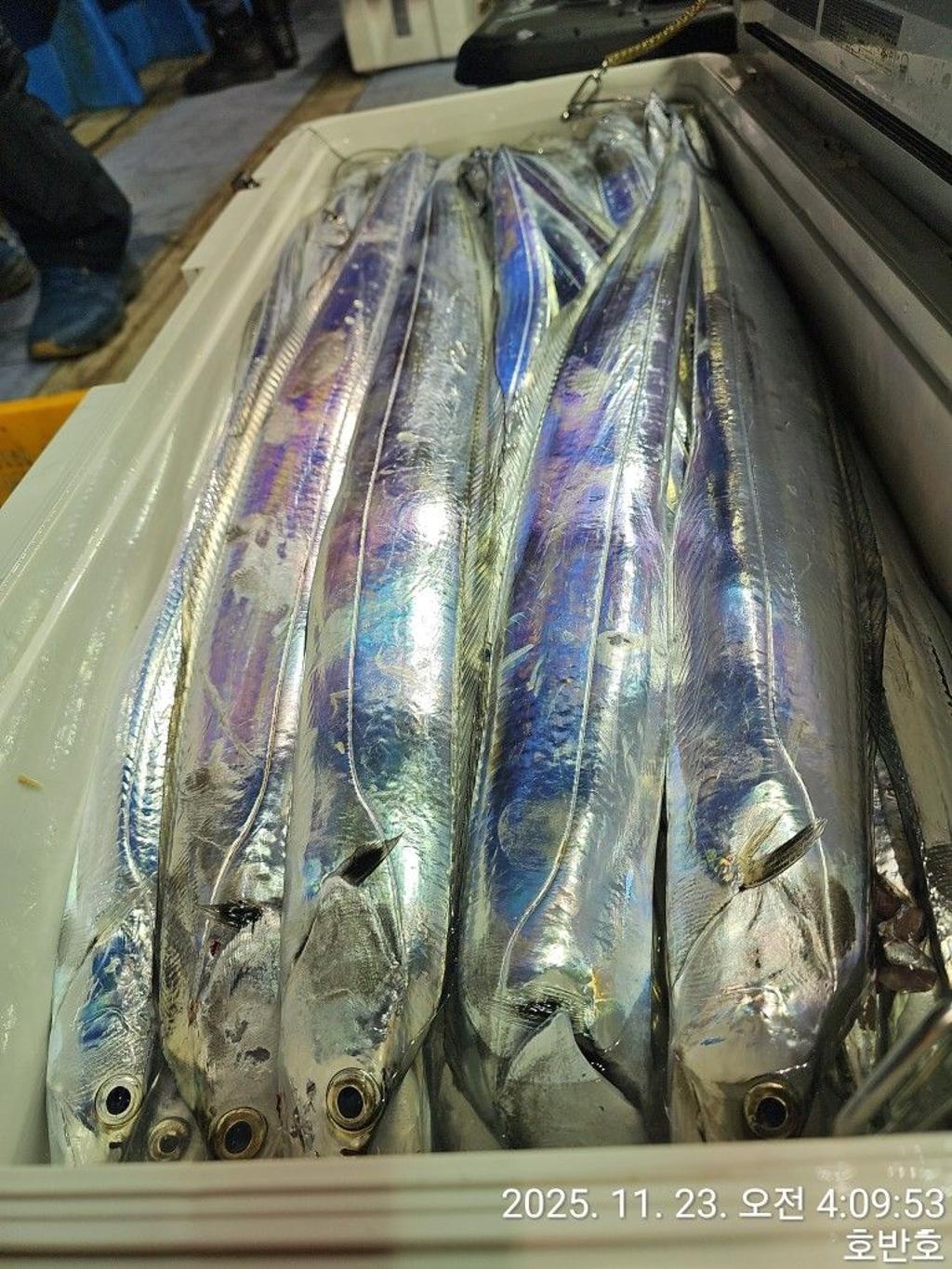 낚시뚜,갈치,통영 신전항,통영호반호,낚시뚜34