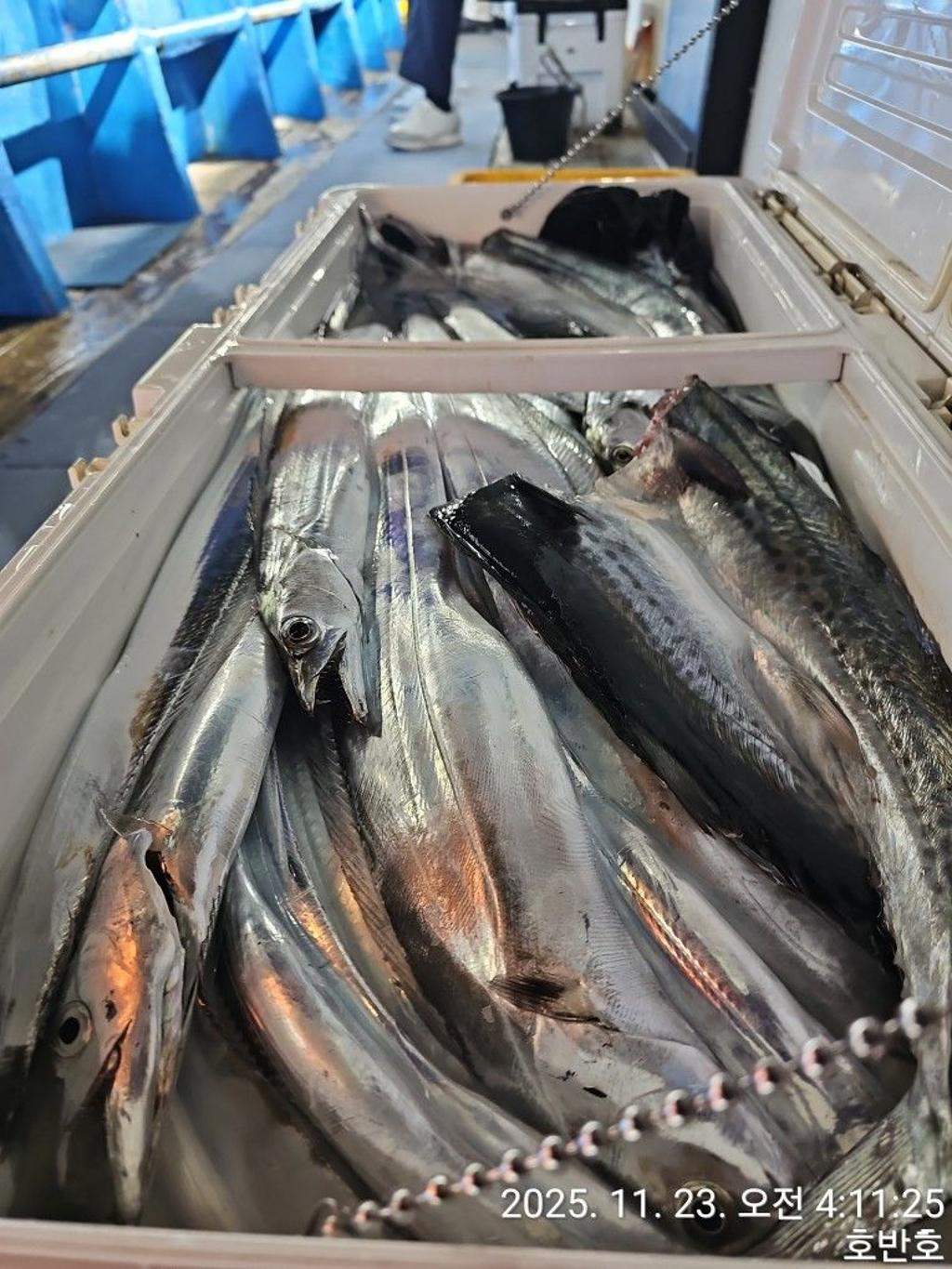 낚시뚜,갈치,통영 신전항,통영호반호,낚시뚜33