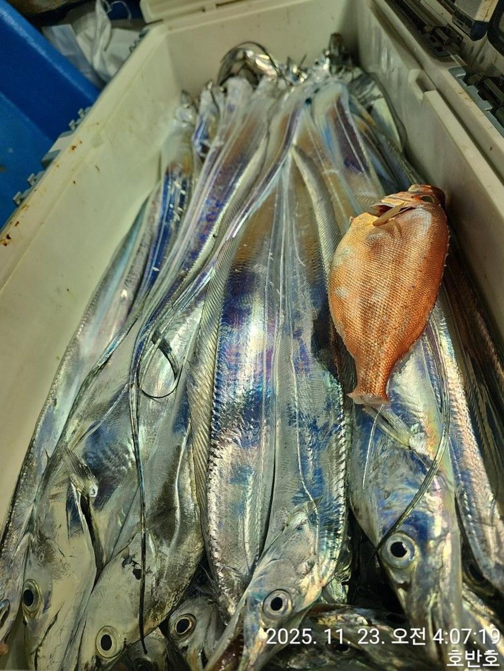 낚시뚜,갈치,통영 신전항,통영호반호,낚시뚜31