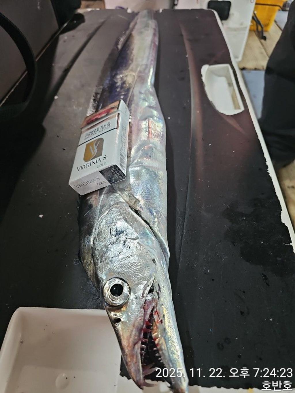 낚시뚜,갈치,통영 신전항,통영호반호,낚시뚜26