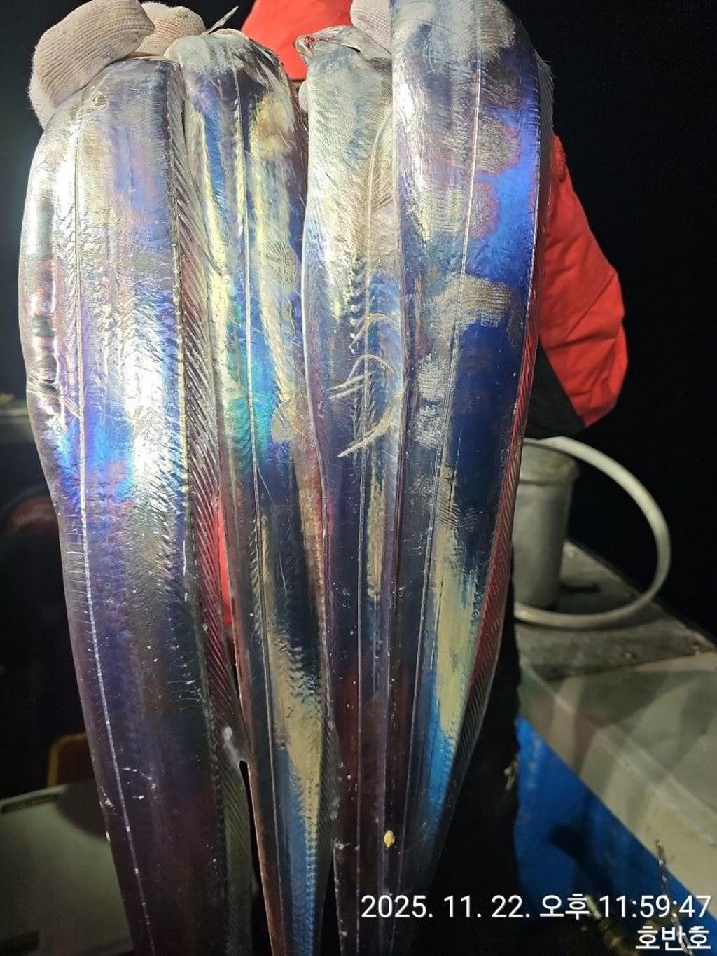 낚시뚜,갈치,통영 신전항,통영호반호,낚시뚜17