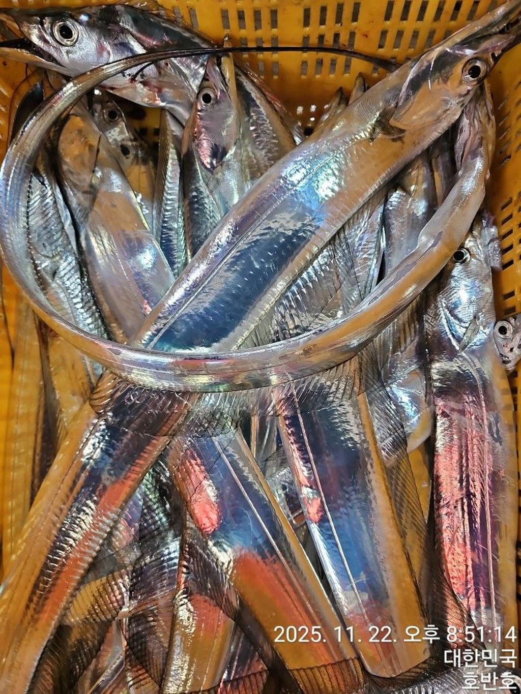 낚시뚜,갈치,통영 신전항,통영호반호,낚시뚜10