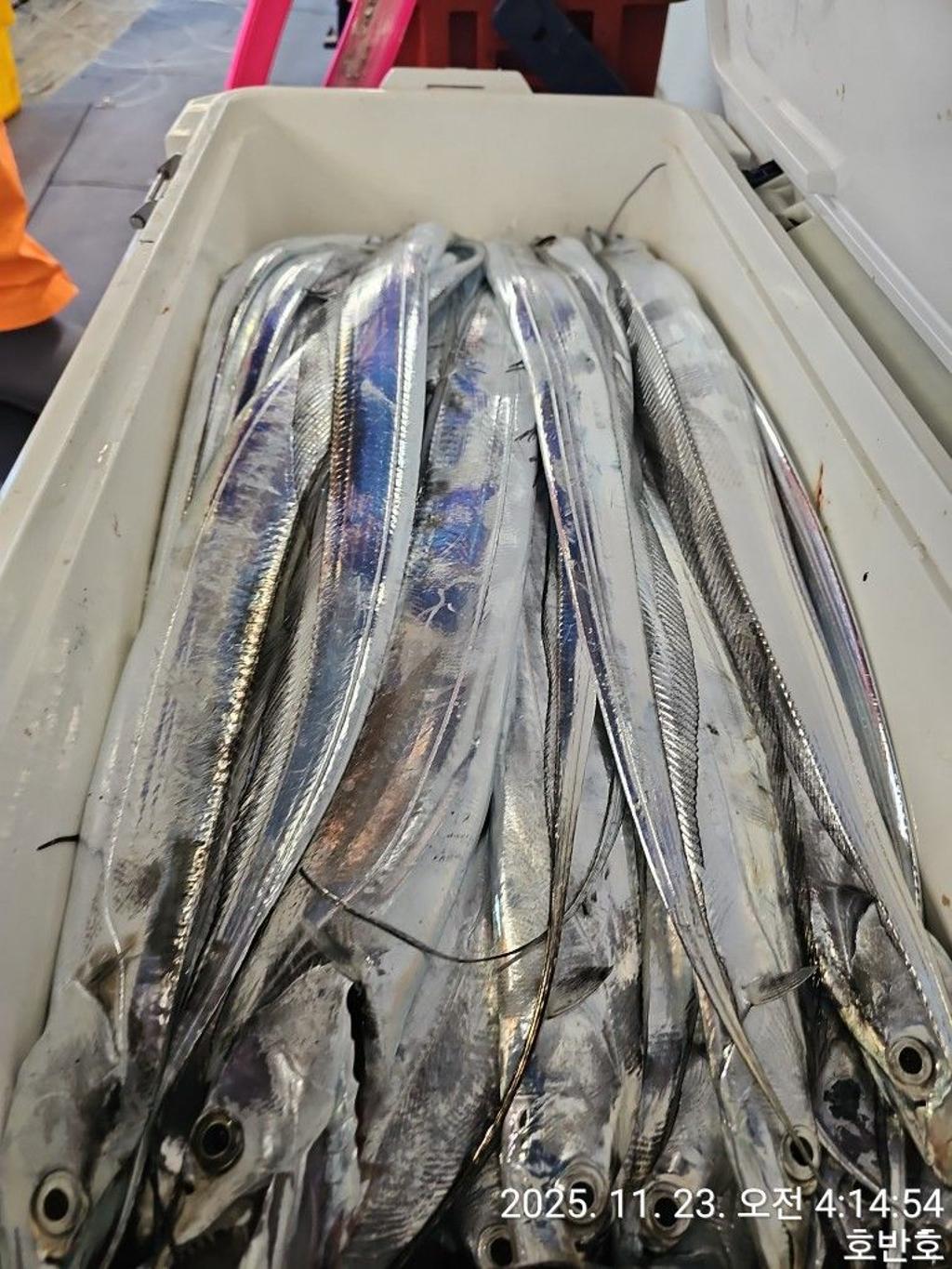 낚시뚜,갈치,통영 신전항,통영호반호,낚시뚜8