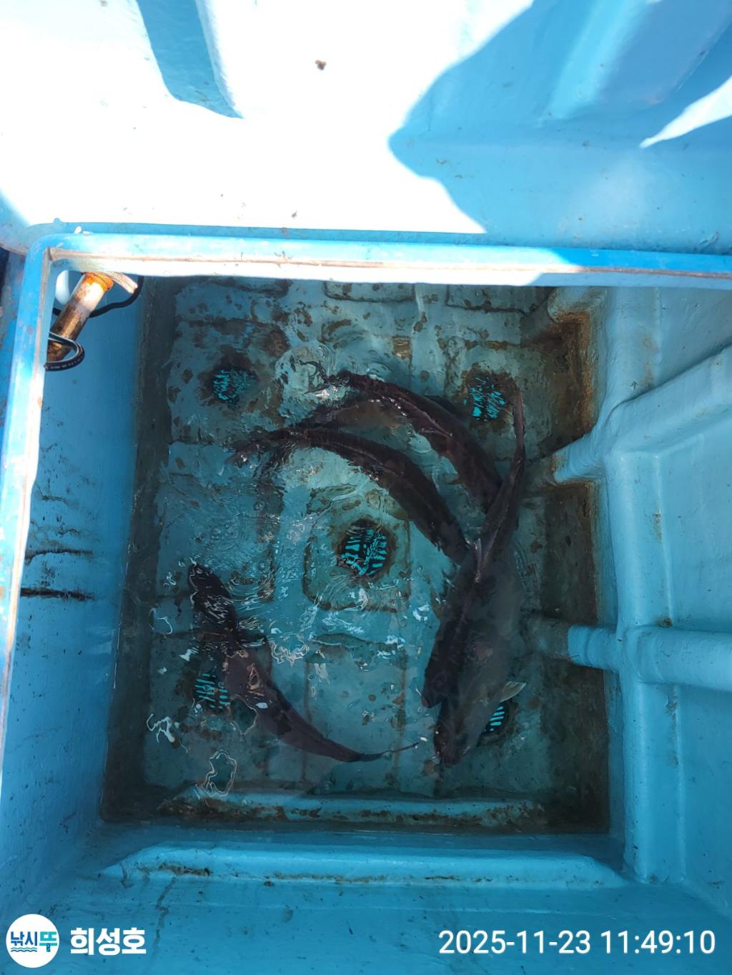 낚시뚜,방어,모슬포항,희성호,낚시뚜6