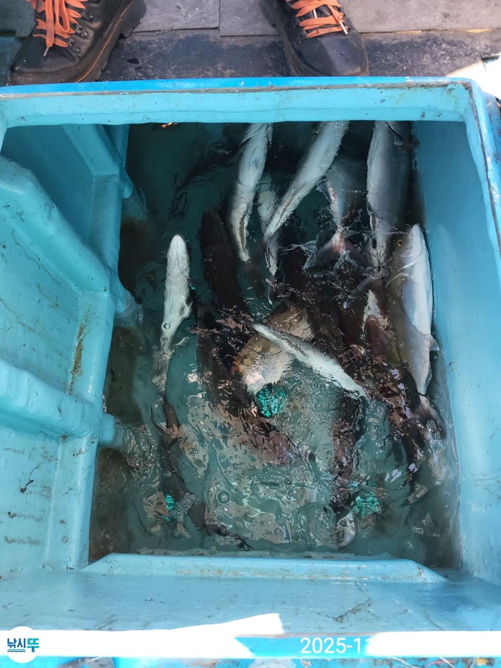 낚시뚜,방어,모슬포항,희성호,낚시뚜5