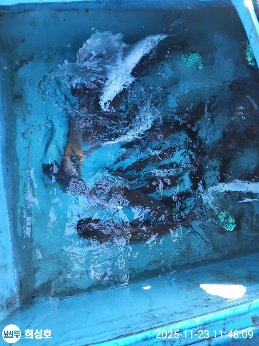 낚시뚜,방어,모슬포항,희성호,낚시뚜4