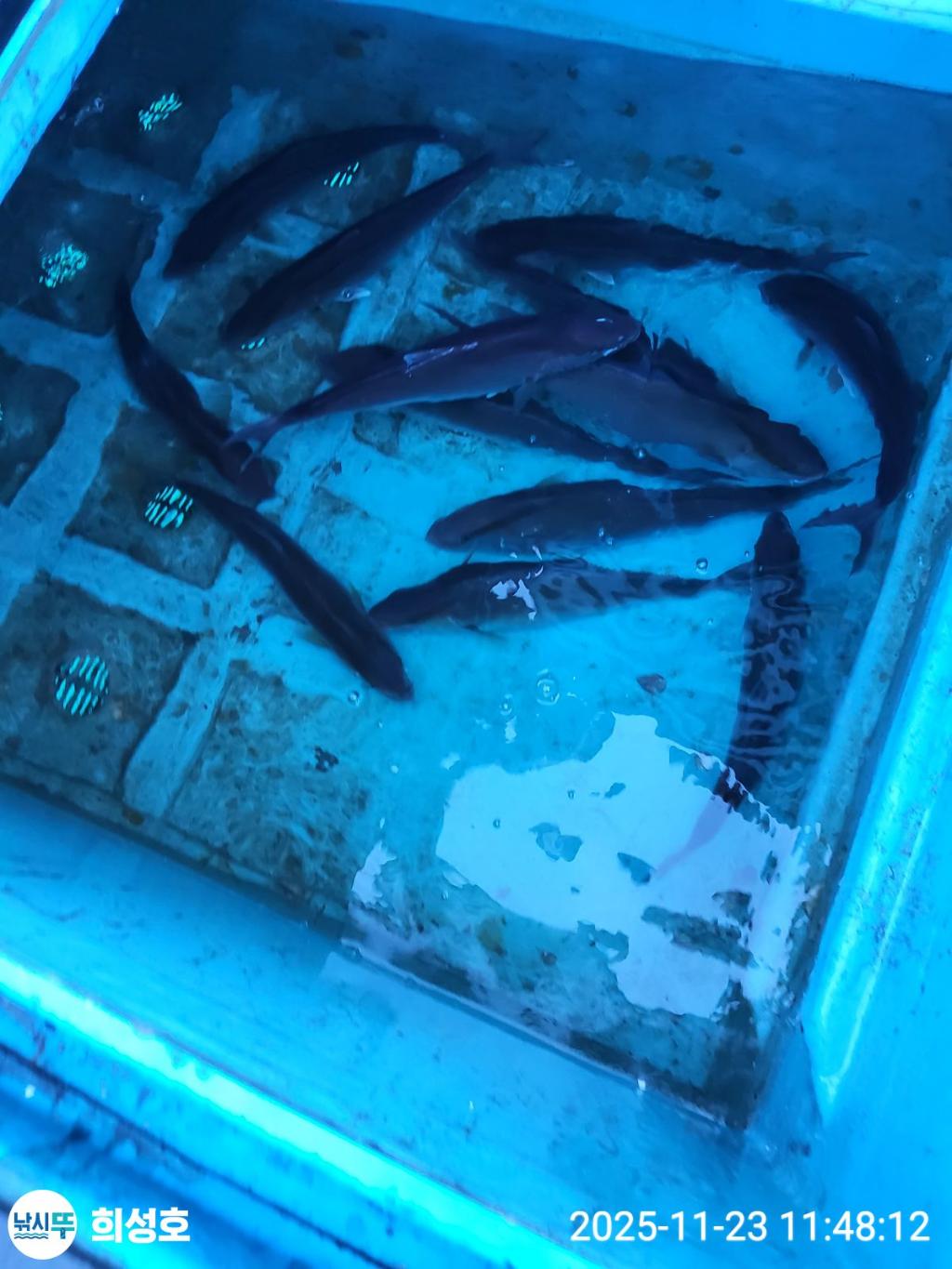 낚시뚜,방어,모슬포항,희성호,낚시뚜3