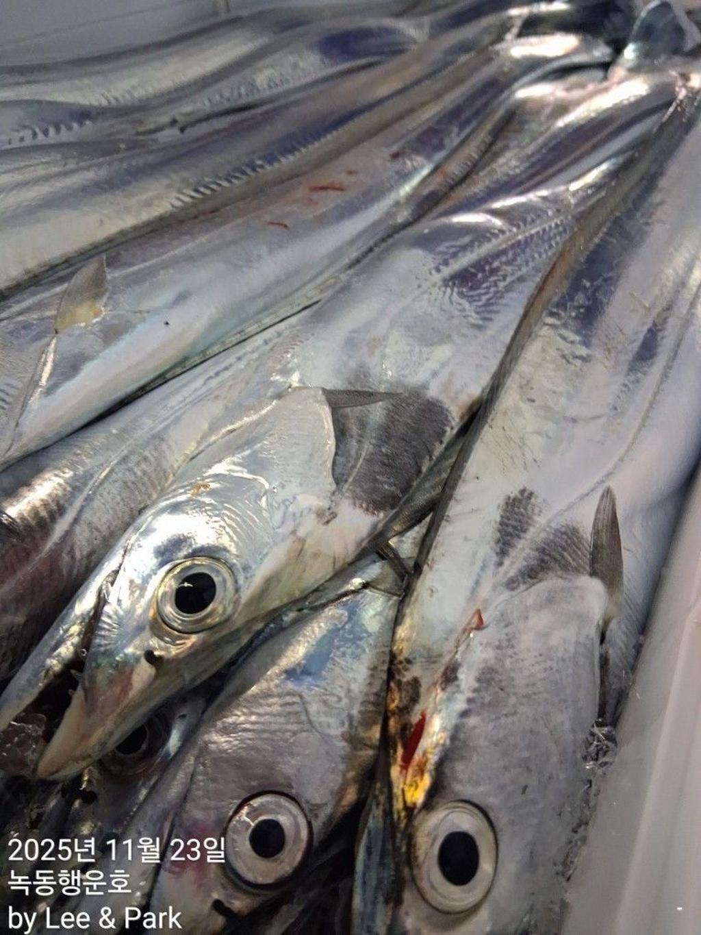 낚시뚜,갈치,녹동항,녹동대성호,낚시뚜25