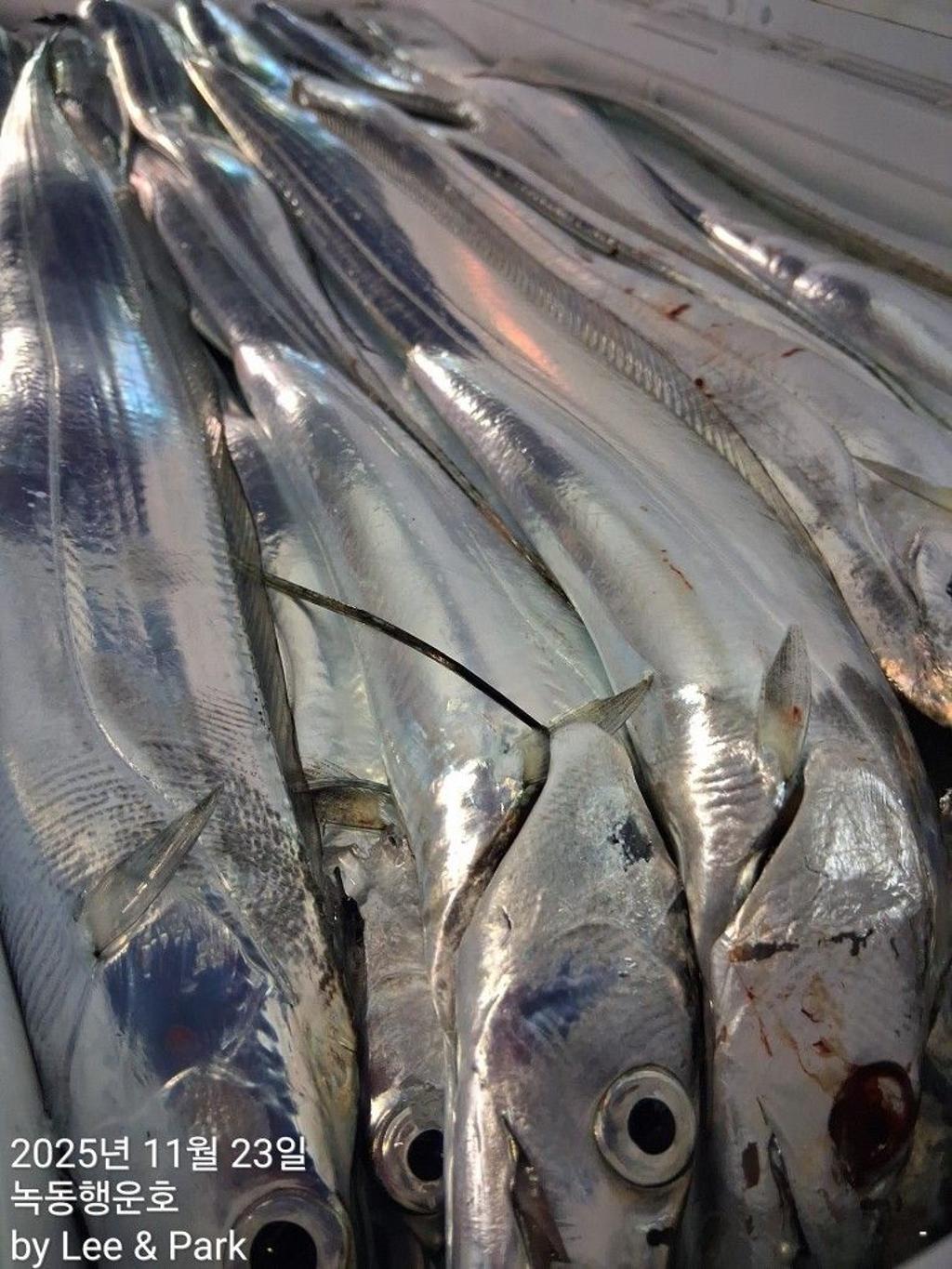 낚시뚜,갈치,녹동항,녹동대성호,낚시뚜24