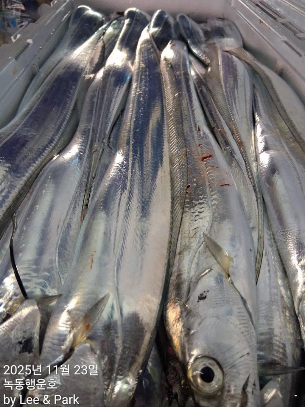 낚시뚜,갈치,녹동항,녹동대성호,낚시뚜23