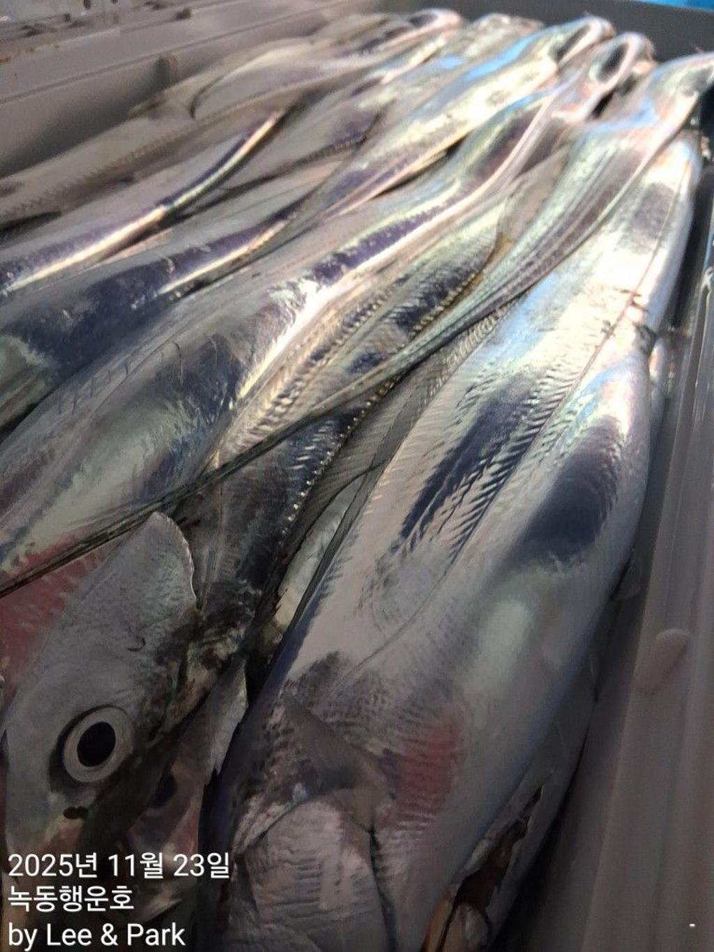 낚시뚜,갈치,녹동항,녹동대성호,낚시뚜22