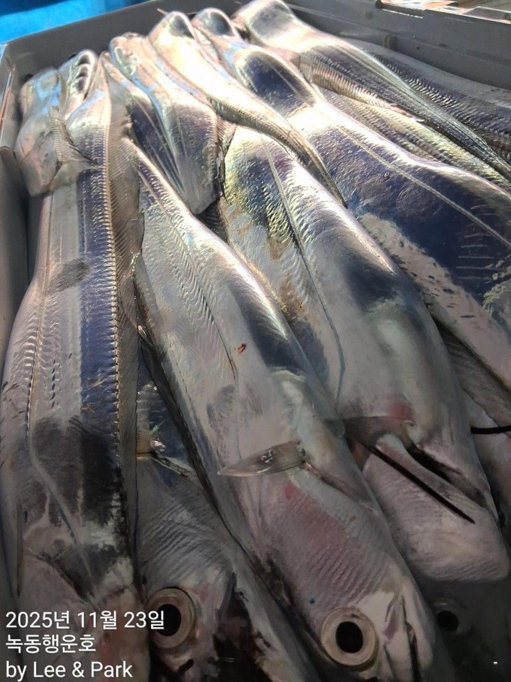 낚시뚜,갈치,녹동항,녹동대성호,낚시뚜21