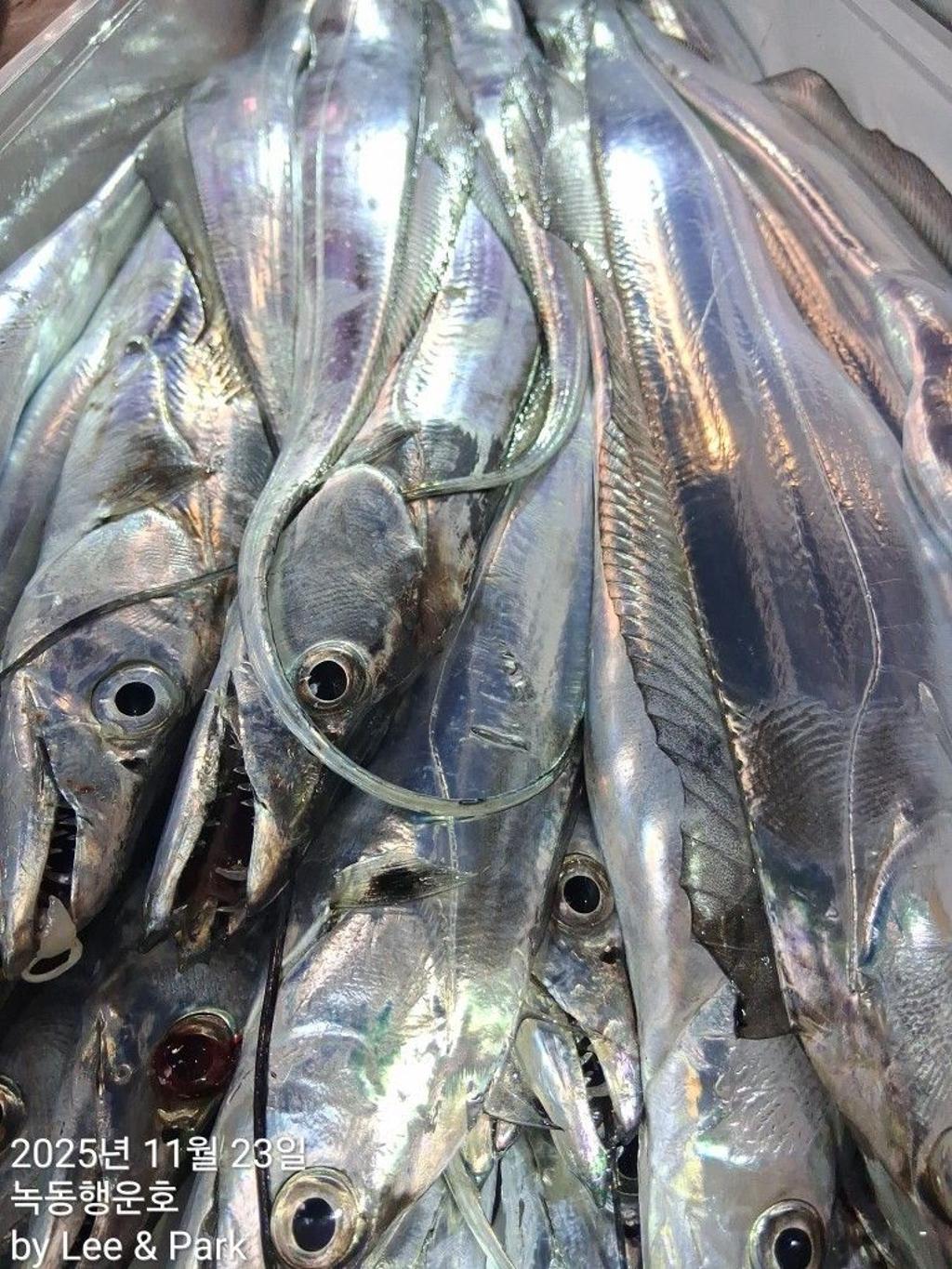 낚시뚜,갈치,녹동항,녹동대성호,낚시뚜20