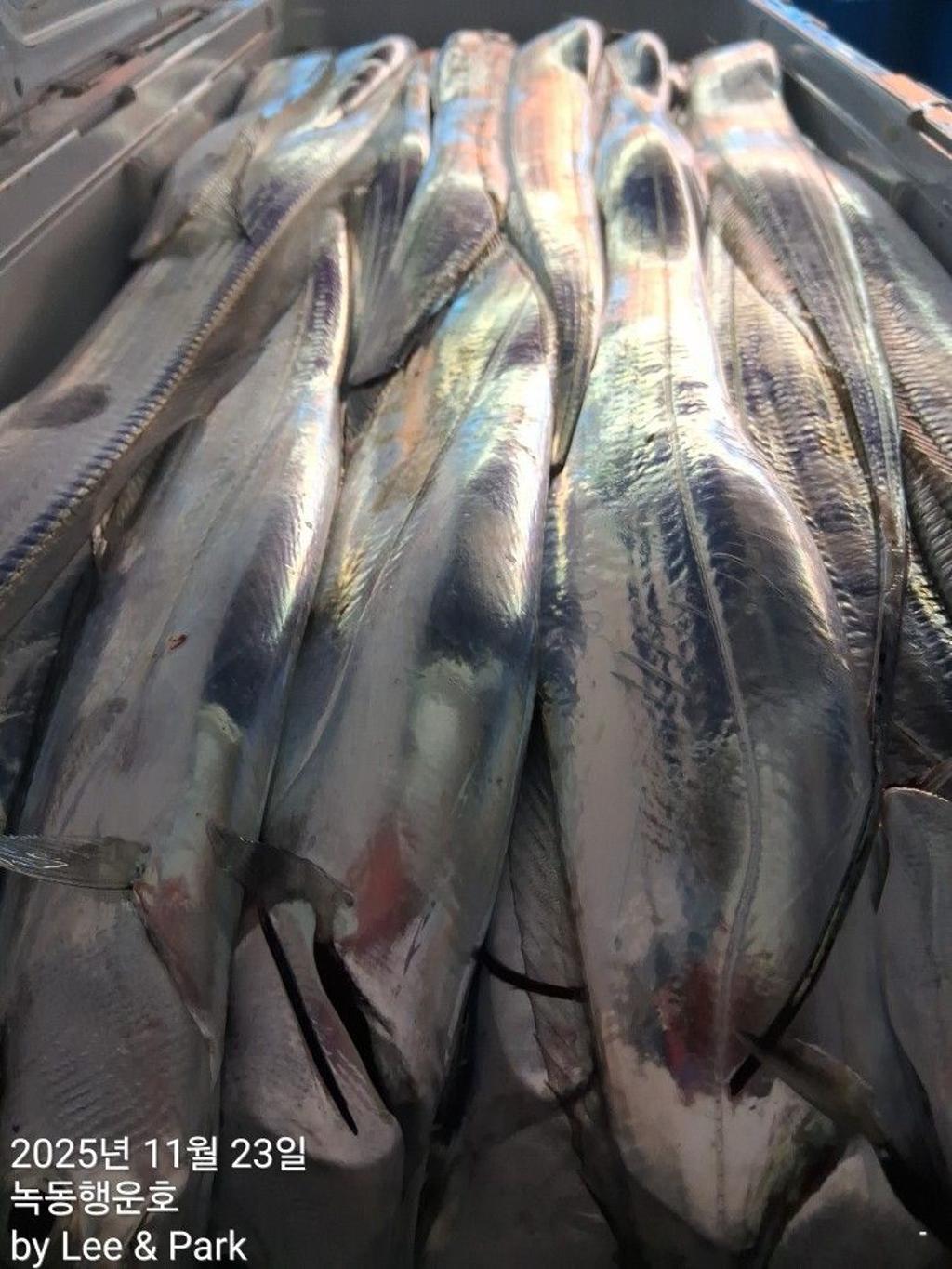 낚시뚜,갈치,녹동항,녹동대성호,낚시뚜19