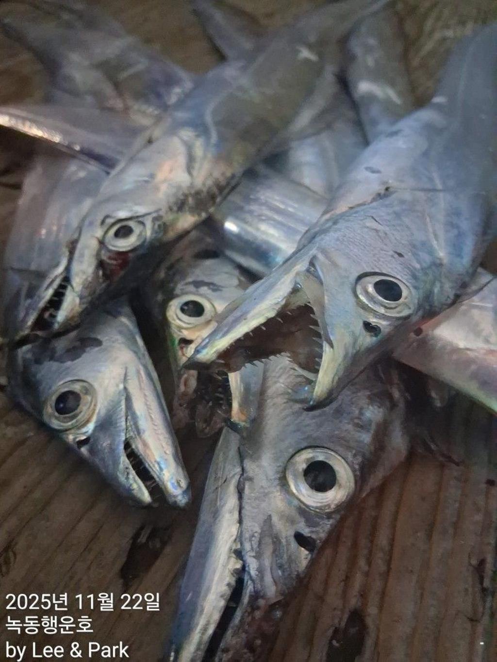 낚시뚜,갈치,녹동항,녹동대성호,낚시뚜11