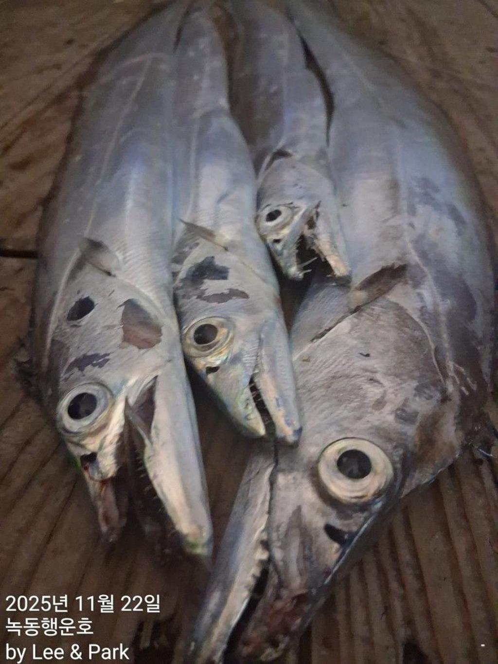 낚시뚜,갈치,녹동항,녹동대성호,낚시뚜10