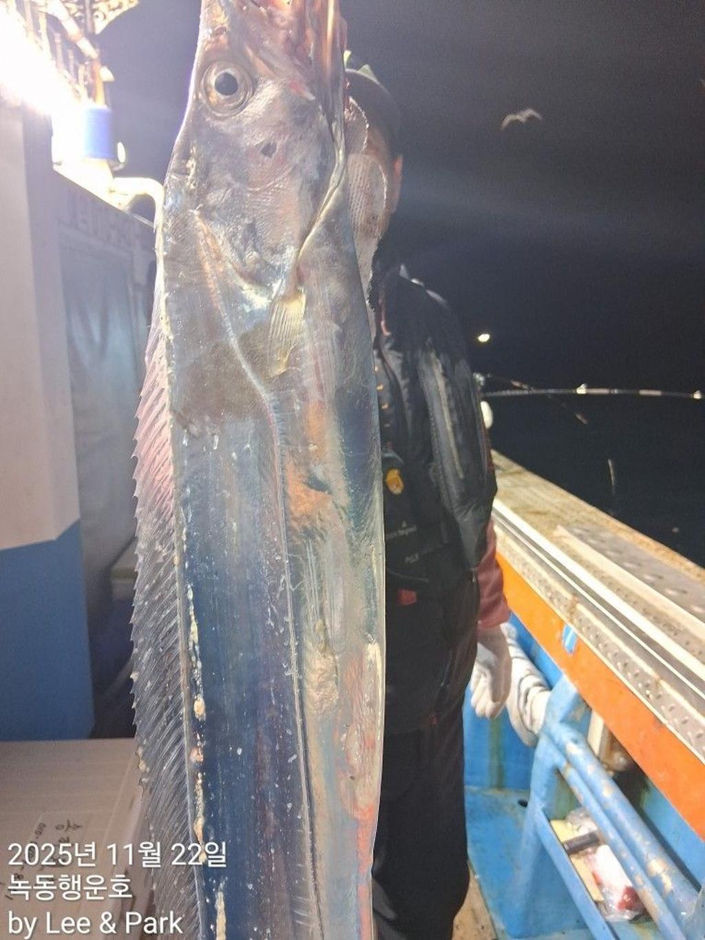 낚시뚜,갈치,녹동항,녹동대성호,낚시뚜5