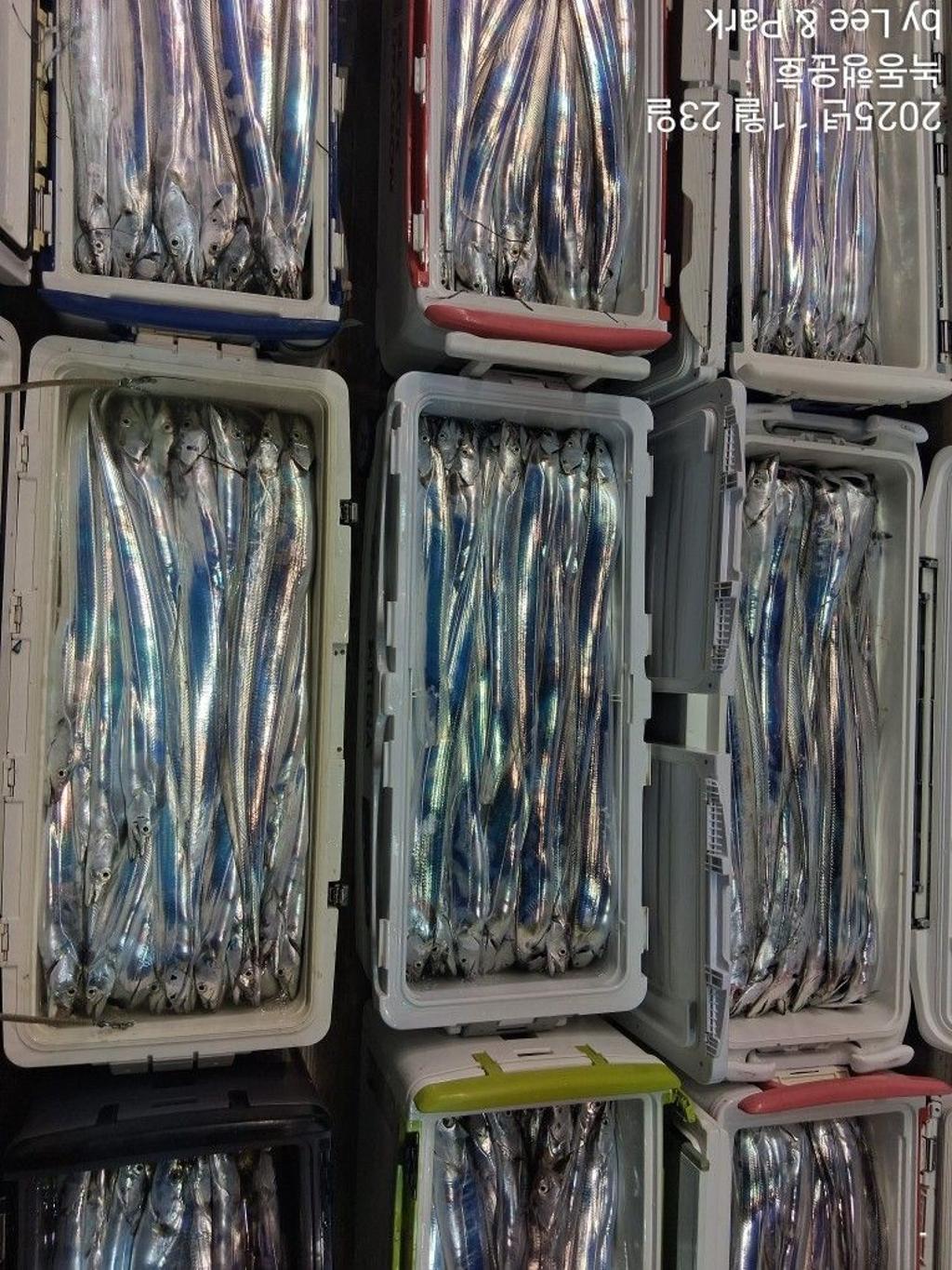 낚시뚜,갈치,녹동항,녹동대성호,낚시뚜3