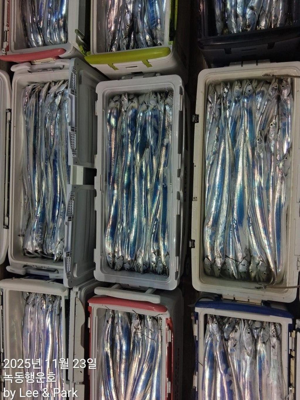 낚시뚜,갈치,녹동항,녹동대성호,낚시뚜0